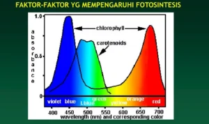 Faktor-faktor yang Mempengaruhi Perubahan Warna Magic Eye
